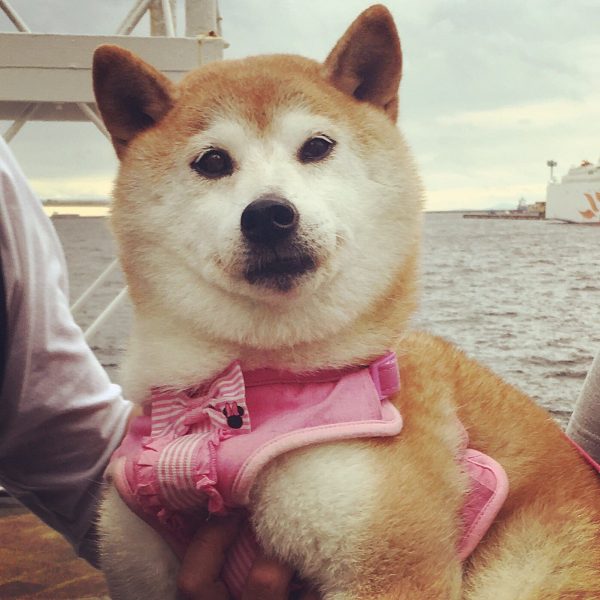 Whaattt, baacoon??? Nah dogeee brroooo, doge, October 2019