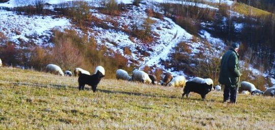 Blockchain beef, Nov 2019
