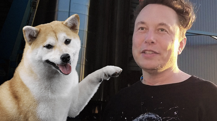 Musk and doge